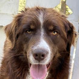 Squishy - Australian Shepherd