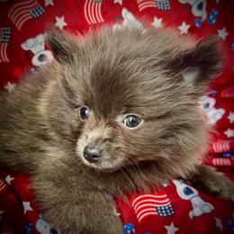 Smoke - Blue male Pomeranian puppy in Inverness, Florida from Pompadorable Poms