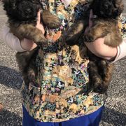 Bouvier des Flandres Puppies from Seasons of Joy Farm and Ranch