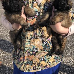 Bouvier des Flandres Puppies from Seasons of Joy Farm and Ranch