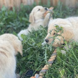 Golden Retriever Puppies from Rainy Day Goldens