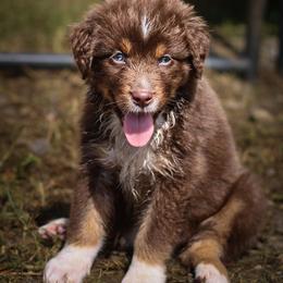 Boy 5 - Red tri-color male Australian Shepherd puppy in Clermont, Georgia from Chapman’s Australian Shepherds