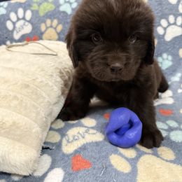Pepper - Brown female Newfoundland puppy in Silver Creek, New York from Boo N’ Bubs Newfoundlands
