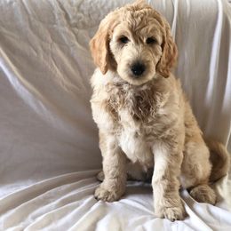 Golden Retriever and Goldendoodle Puppies from Penny Doodles