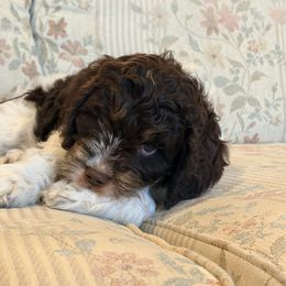 Frank - Liver white and tan male Springerdoodle puppy in Dundee, Ohio from Evalina Miller's Spaniels