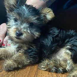 Yorkshire Terrier Puppies from Fullers Furry Friends