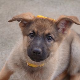 German Shepherd Puppies from West Haus Shepherds