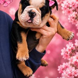 Champion lines, Miss sassy Trixie - Black tri-color female Bulldog puppy in Seattle, Washington from mama Myra bulldogs