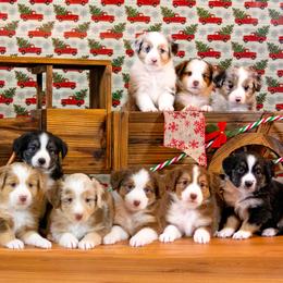 Miniature Australian Shepherd Puppies from Big Coon Little Aussies