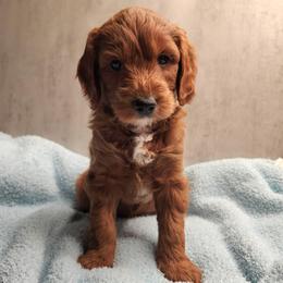 Hunter - Red  male Goldendoodle puppy in Kansas City, Kansas from Bella & Ivy’s Mini Goldendoodles of KC