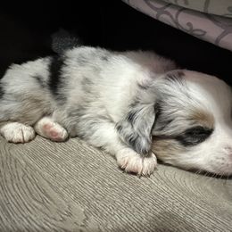Milo - Blue merle male Toy Australian Shepherd puppy in Reidsville, North Carolina from Cherry Grove Kennel