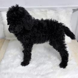 Orange - Black male Poodle puppy in Hamilton, Ohio from Grandview Farm