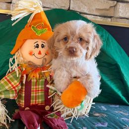 Irish Cream - Red roan male Cockapoo puppy in Holton, Indiana from MoonShine Babies / OZ