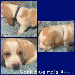 Light Blue male - Lemon and white male Basset Hound puppy in Temple, Texas from Southern Rose Bassets