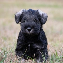 Cher - Salt and pepper female Miniature Schnauzer puppy in Folkston, Georgia from Poplar Creek Miniature Schnauzers