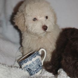 Poodle Puppies from Pawsh Petites