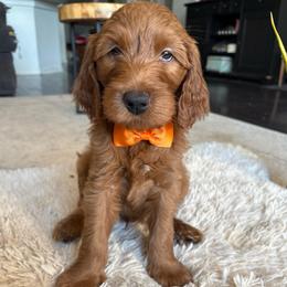 Orange - Red  male Goldendoodle puppy in Buda, Texas from Anita’s Doodles