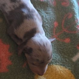 Girl 3 - Dapple female Dachshund puppy in Klamath Falls, Oregon from Real Tea Mini Dachshunds