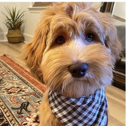 Kip - Australian Labradoodle