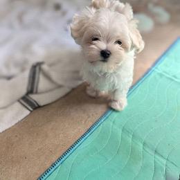 MIDDLE GIRL - White female Maltese puppy in Las Vegas, Nevada from Puppy Van