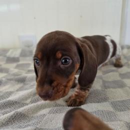 Bart - Piebald male Dachshund puppy in Stillwater, Oklahoma from Shade Tree Dachshunds