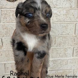 Rachel - Blue merle Australian Shepherd puppy in Lubbock, Texas from Always Awesome Aussies