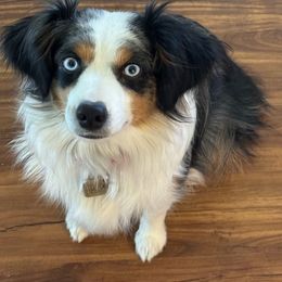 June - Miniature Australian Shepherd