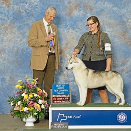 Fantzy - Siberian Husky