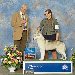 Fantzy - Siberian Husky
