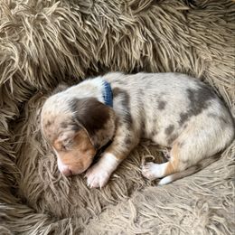 Ranger - Dapple male Dachshund puppy in Fort Worth, Texas from Louis' Litters