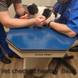 Akc  Beau  1300 - Black and white male Shih Tzu puppy in Dexter, Kentucky from Enchanting Shih tzu
