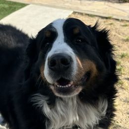 Bernese Mountain Dogs from Wendy Gendreau's -  Rivers Run Bernese Mountain Dogs