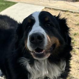 Bernese Mountain Dogs from Wendy Gendreau's -  Rivers Run Bernese Mountain Dogs