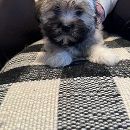 Havanese puppies from Wyndward Havanese