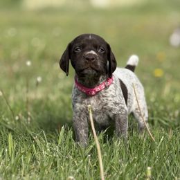 German Shorthaired Pointer puppies from Upland Points Gun Dogs