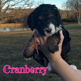 Girl 1 - female Bernedoodle puppy in St. James, Missouri from Backwoods Bernedoodles
