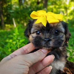 Companion Cross, Havanese, Mal-Shi, Maltese, Maltipoo, Morkie, and Shih Tzu Puppies from Seeking Shalom Acres Maltese, Maltipoos & Havamalts