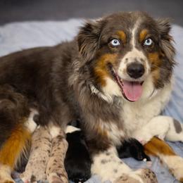 Miniature Australian Shepherd puppies from Bline's Awesome Aussies CA