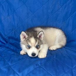 Sweetie boy 1 - Gray and white male Siberian Husky puppy in Ocala, Florida from Florida Husky Puppies
