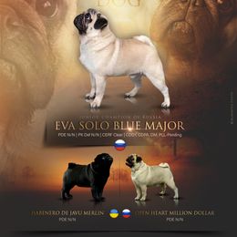 Major - Pug