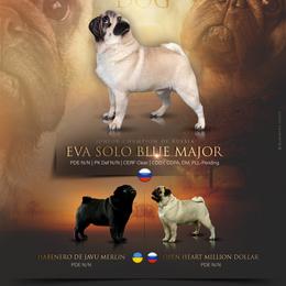 Major - Pug