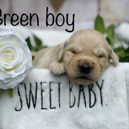 Golden Retriever Puppies from All shades Golden