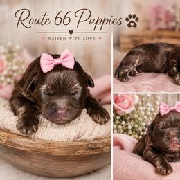 Le Ve Est Bel (Bella) - Brown female Shihpoo puppy in Delphos, Ohio from Route 66 Poodles & Doodles, Sapphire Shih-tzu's of Ohio