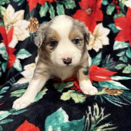 Mistletoe - Blue merle female Miniature Australian Shepherd puppy in Washington, Indiana from Southern Indiana Mini Aussies