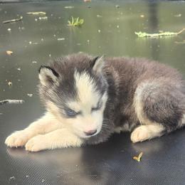 Delta - Black and white male Siberian Husky puppy in Lakeland, Florida from Husky Breeder of Central Florida