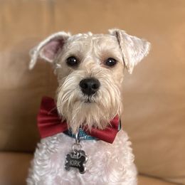 Kirk - Schnoodle