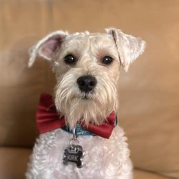 Kirk - Schnoodle