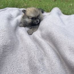 Pearl - Orange sable female Pomeranian puppy in Shelby, North Carolina from Gracie's Puppies