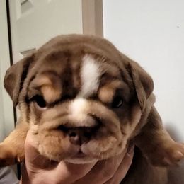 Boy 2 - Bulldog puppy in Newark Valley, New York from T&M Bulldogs