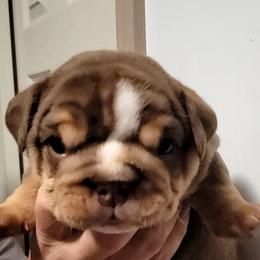 Boy 2 - Bulldog puppy in Newark Valley, New York from T&M Bulldogs